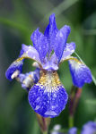 Iris